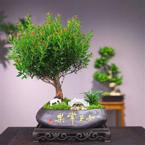 斑彩石睡覺 金絲楠木種植